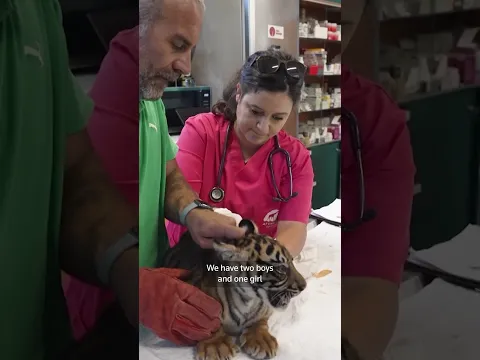 Rare Sumatran tiger cubs get first health checks