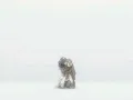 Download Lagu snowfield.