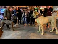 Download Lagu Anadolu çoban köpeği ve Canecorsa istanbulda bir araya geldi #çobanköpeği #kangal #canecorso