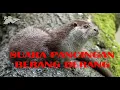 Download Lagu Suara Pancingan Berang Berang - Suara Pikat Berang Berang