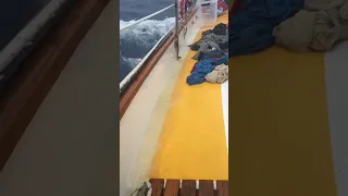 Nature’s Laundromat! #sailing
