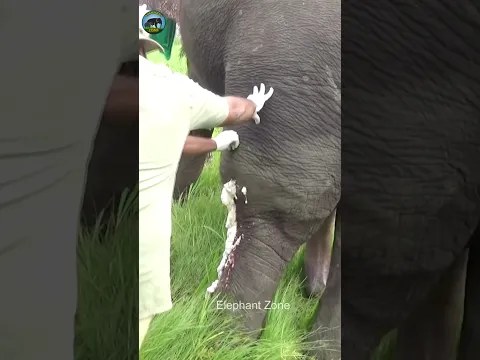Abscess popped from elephants leg #elephant #wildliferescue#abscess