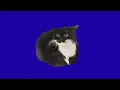 Maxwell the cat greenscreen