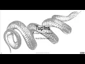 Python for Linguists Lesson 17 - Tuples