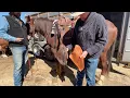 California Vaquero Gear - Tapaderos