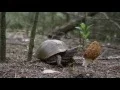 Hunt Morel Mushrooms In Oklahoma