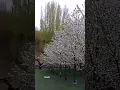 Download Lagu The arrival of spring #flutebeatbox #flute #duet #memes #beatbox #song #trending  #k2