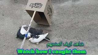 The Best And Easiest Way To Catch Pet Pigeons On The Balcony Of The House 