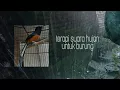 Suara Hujan untuk Terapy Burung Murai agar Rajin Berkicau - Bagian 1
