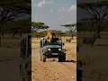 Download Lagu This Loin driving a car 🚘 #lion