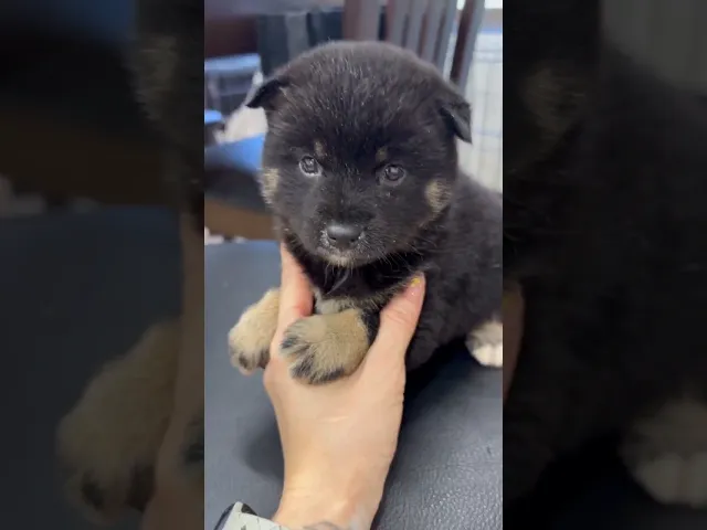 動画