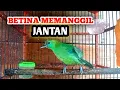 Download Lagu CUCAK RANTING BETINA MEMANGGIL JANTAN