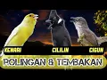 Download Lagu MATERI EDAN !!! ROLINGAN \u0026  TEMBAKAN KASAR !! KENARI - CILILIN - CIGUN DURASI 1 jam nonstop + jeda