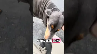 . #Fyp #dream #doberman #pets #youtube