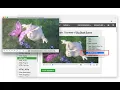 Open in VLC - Browser Extension Review