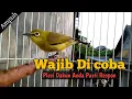 Download Lagu PANCINGAN PLECI DAKUN BALI AGAR BUKA PARUH