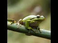 Download Lagu FROG SOUND | Frog Croaking Sound Effect | Frog Sound Effect