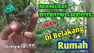 Download CARA MEMIKAT BURUNG KECIL DI BELAKANG RUMAH !! DAPAT KAH  MP3