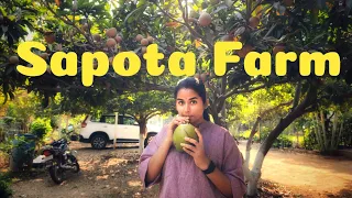A trip to Sapota Farm | Organic Farm | Farm Life | Vaaradhi Farms | Nethra 