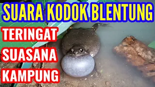 suara kodok belentung bernyanyi