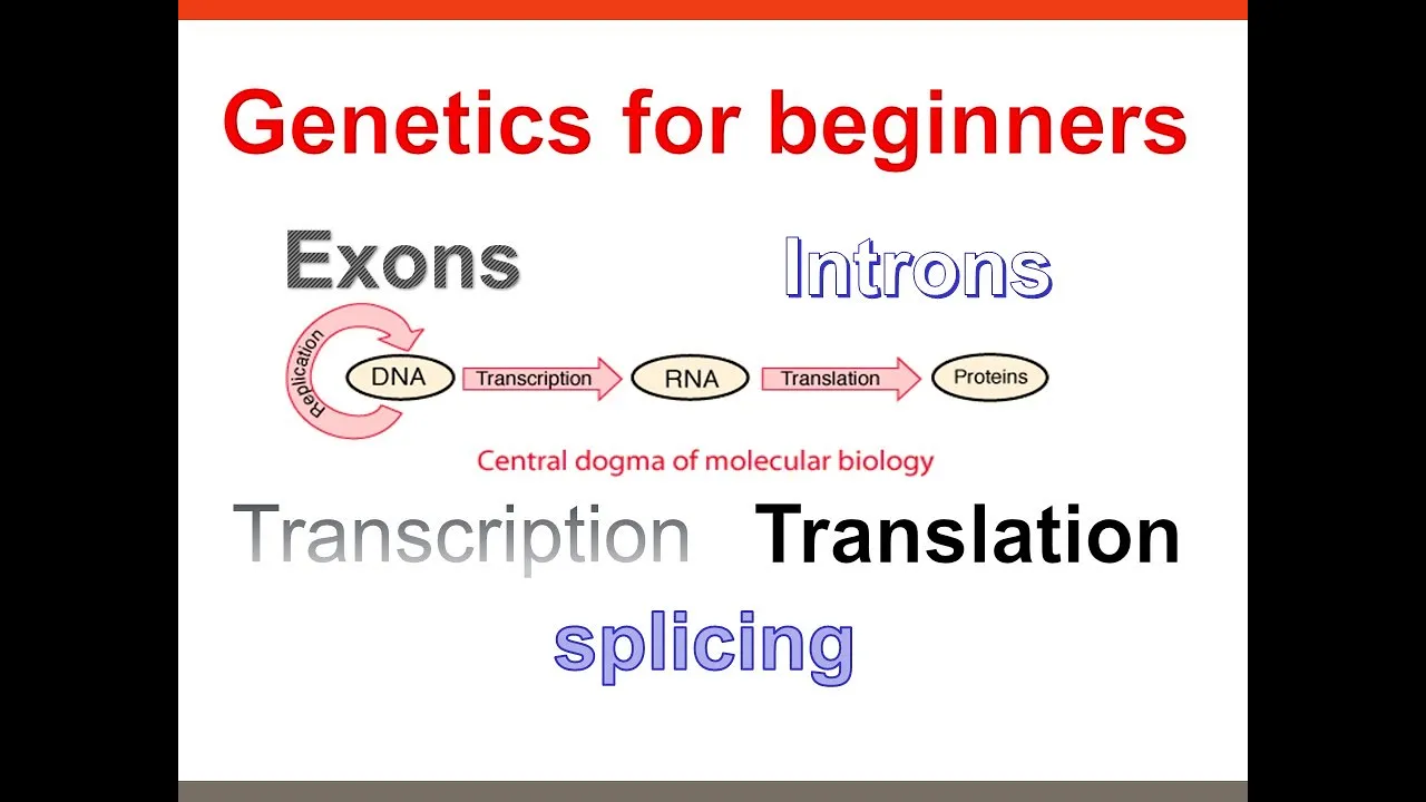 |Central dogma of molecular biology| Transcription| Translation|Exons|Introns|Genetics for beginners