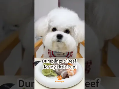 Dumplings & Beef for My Little Pup! 🐶🥟 #bichonfrise #dogmeal #foodiedog #cutedog #doglife