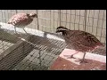 How to raise bob white quail part 1