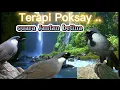 Download Lagu terapi Poksay Hongkong macet bunyi suara Jantan betina #poksayhongkong #poksayhongkonggacor