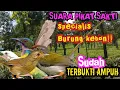Download Lagu SUARA PIKAT BURUNG | SPECIALIS BURUNG KEBON