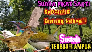 Download SUARA PIKAT BURUNG | SPECIALIS BURUNG KEBON MP3