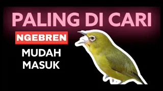 masteran pleci nembak ngebren panjang terapi air masteran pleci 24 jam