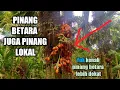 Download Lagu PINANG BETARA JUGA PINANG LOKAL
