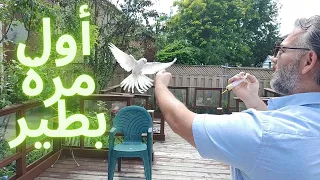كيف بخليه يطير ويجي لعندي  تدريب الكوكاتيل على الطيران الحر دندنها