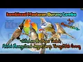 Download Lagu Kombinasi masteran burung Lomba Roll Tembak Kasar Dan Tajam