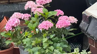 جديد التنظيف من الداخل للزرعات وبداية تعديلات جديدة على المطبخ Uk 