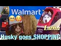 Husky goes to Walmart in a STROLLER Taking my dog out in public for the 1st time NEVER again