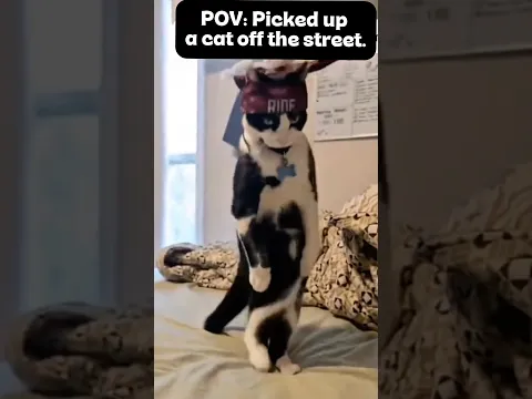 POV: Picked up a cat off the street. #usa #cat