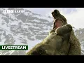 LIVE 50 of the Greatest Fights in the Animal Kingdom BBC Earth
