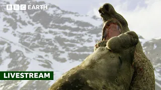 LIVE 50 of the Greatest Fights in the Animal Kingdom BBC Earth