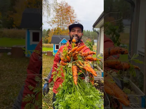 ഈ വർഷത്തെ വിളവെടുപ്പിന് കലാശക്കൊട്ട് 🥕🫜🍓#mallusinfinland #familyvlog #harvest
