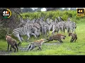Download Lagu Hyenas - The Most Effective Predators in the African Savannah | Wild Animal Documentary