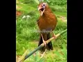 Download Lagu Amazing‼️1 Ekor Burung Wambi Seperti Ini Dihargai 12 Juta Rupiah | Pokoke Manuk | #shorts #short
