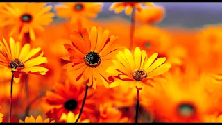 موسيقى فرنسية لدخلة العروسة للقاعة روعة أقرأ العرض بالوصف 