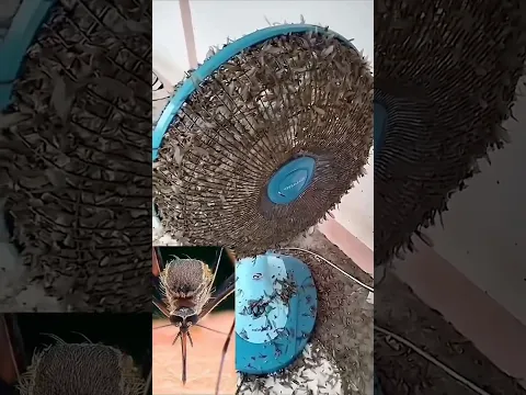 अगर आपके घर में भी इस तरह पंखे के ऊपर ढेर सारे मच्छर चिपके रहते हैं,