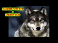 SHAGGYDOG ft NDX A.K.A - AMBILKAN GELAS