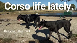 Corso Life: Dog Park Vlog With @Dreeheard