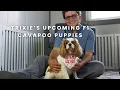 Upcoming Litter of F1 Cavapoo Puppies From Trixie Cavapoo 3 16