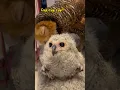 Download Lagu Dimarahin burung hantu gara gara ganggu adiknya! #burunghantu #owl #animalfunny #funny #animal