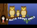 Owl Facts for Kids Facts about Owls for Kids Owl Facts Animal Facts for Kids Animal Facts Owls