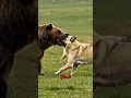 Download Lagu Kangal-hond probeert zijn kudde schapen te beschermen tegen een bruine beer!